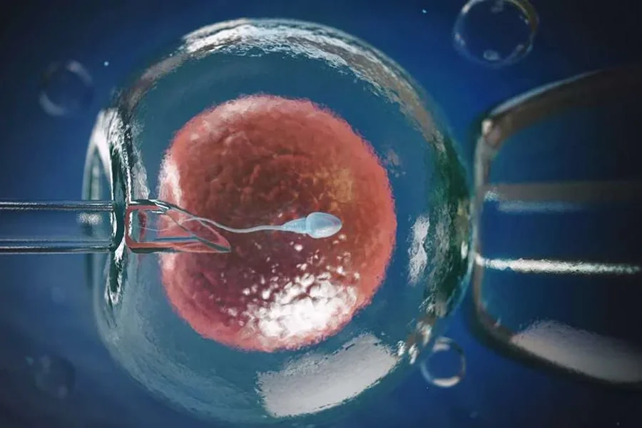 Tüp bebek IVF laboratuvar uygulaması